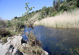 Paratge Natural de l'Albera